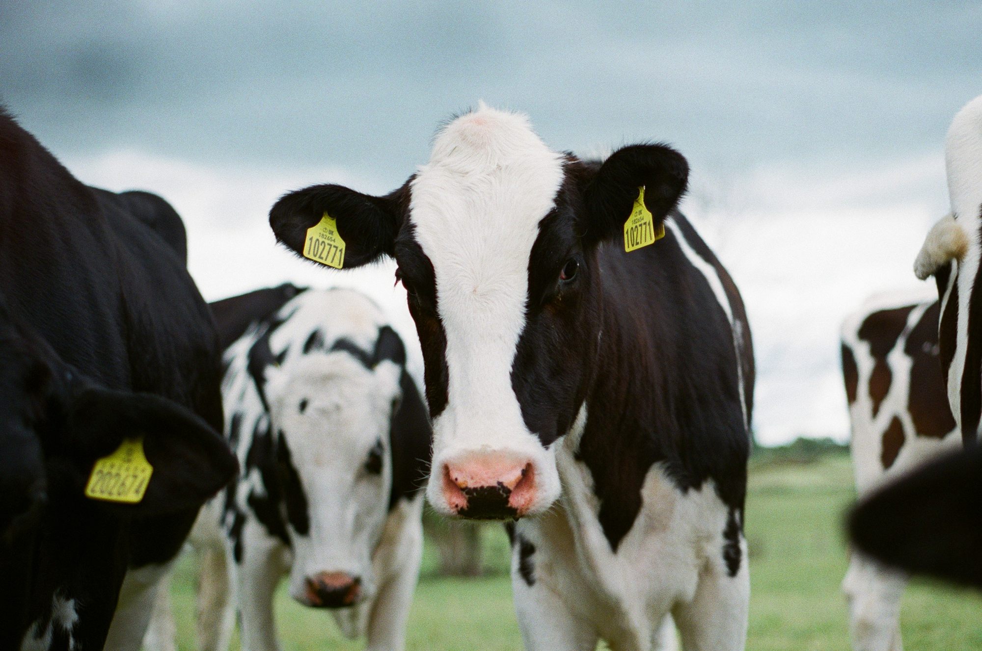 Ear-tagged Holstein dairy cows, each with her own daily milk record